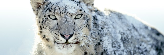 mac os x snow leopard vmware 2017